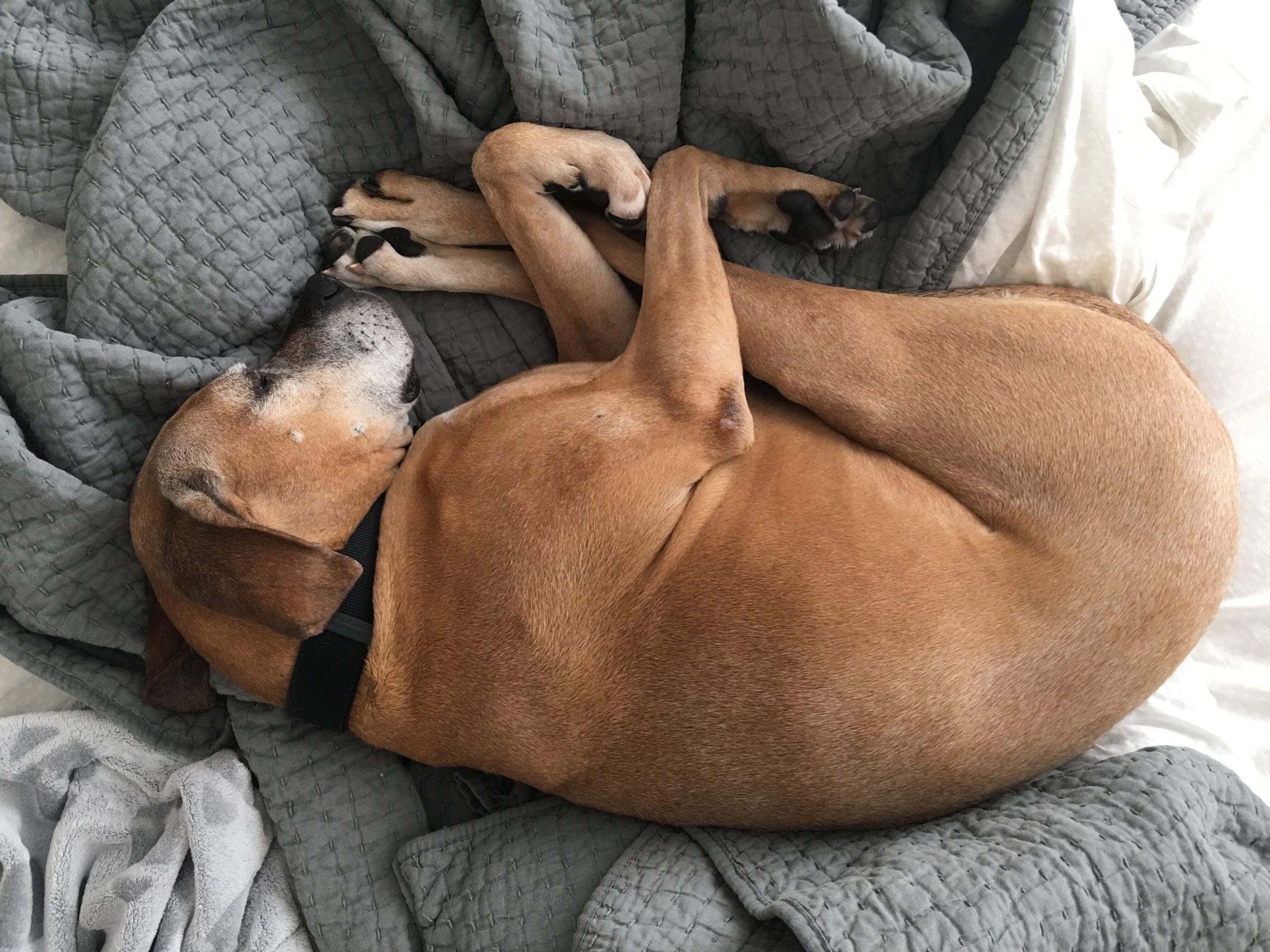 En este momento estás viendo Torsión de estomago en perros: Síntomas
