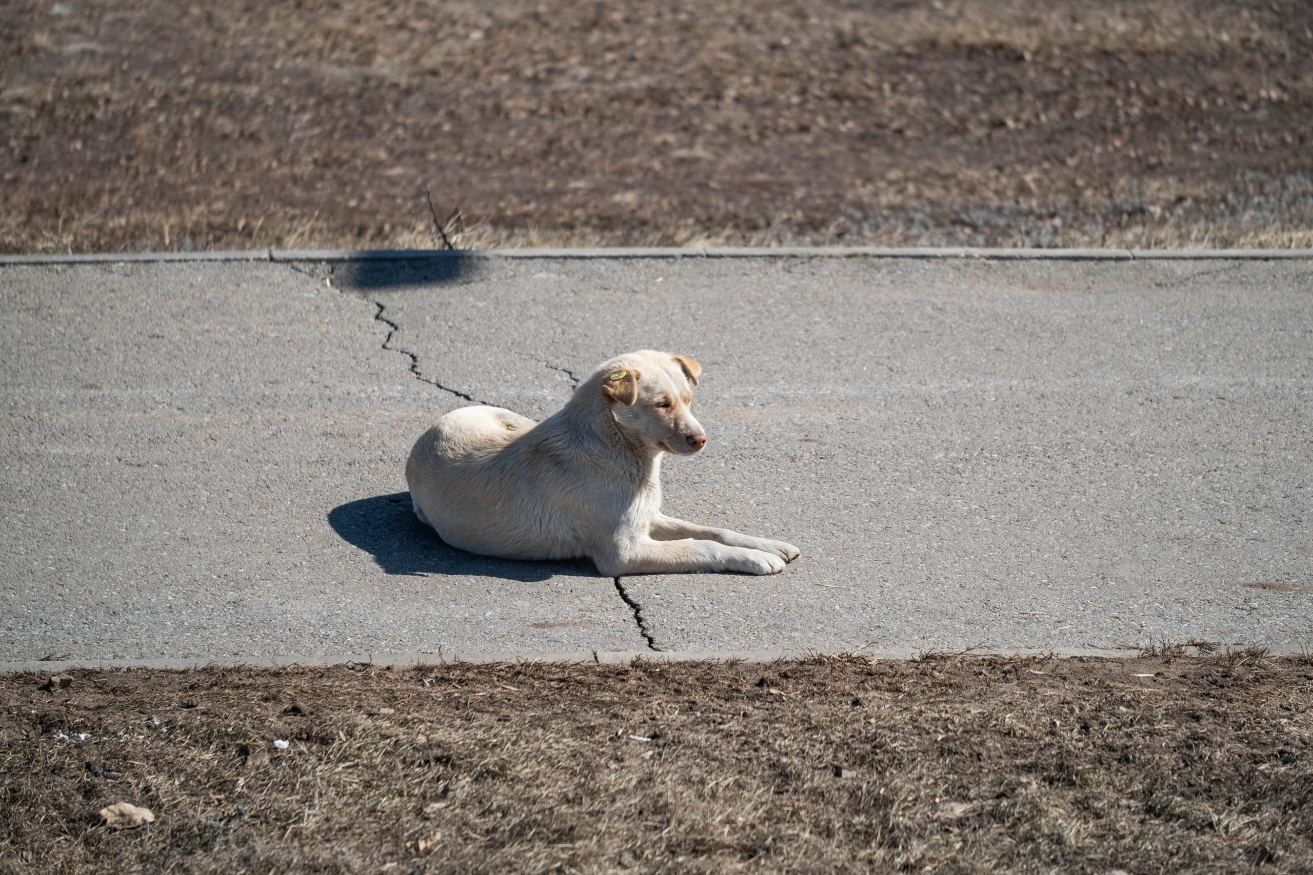 En este momento estás viendo Golpes de calor en perros: Que son y como evitarlos