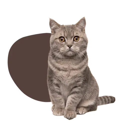 categoria producto gato