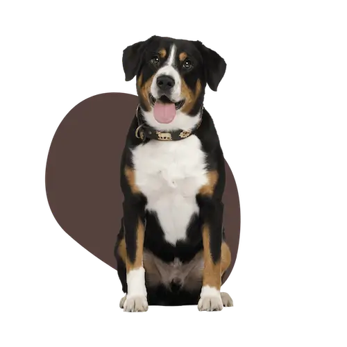 categoria producto perro